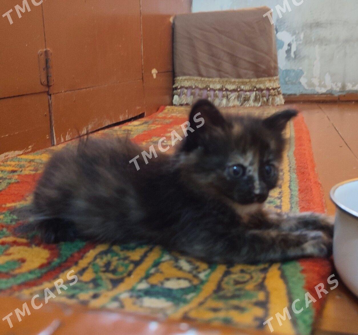 котята - Türkmenabat - img 3