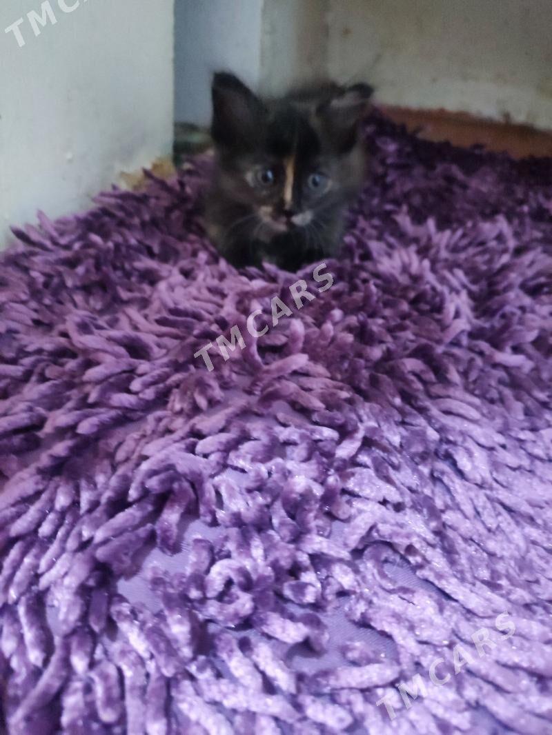 котята - Türkmenabat - img 6