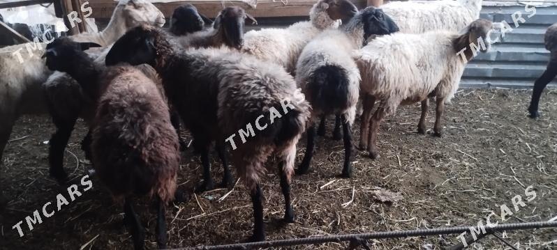 semiz goyunlar - Çärjew - img 2