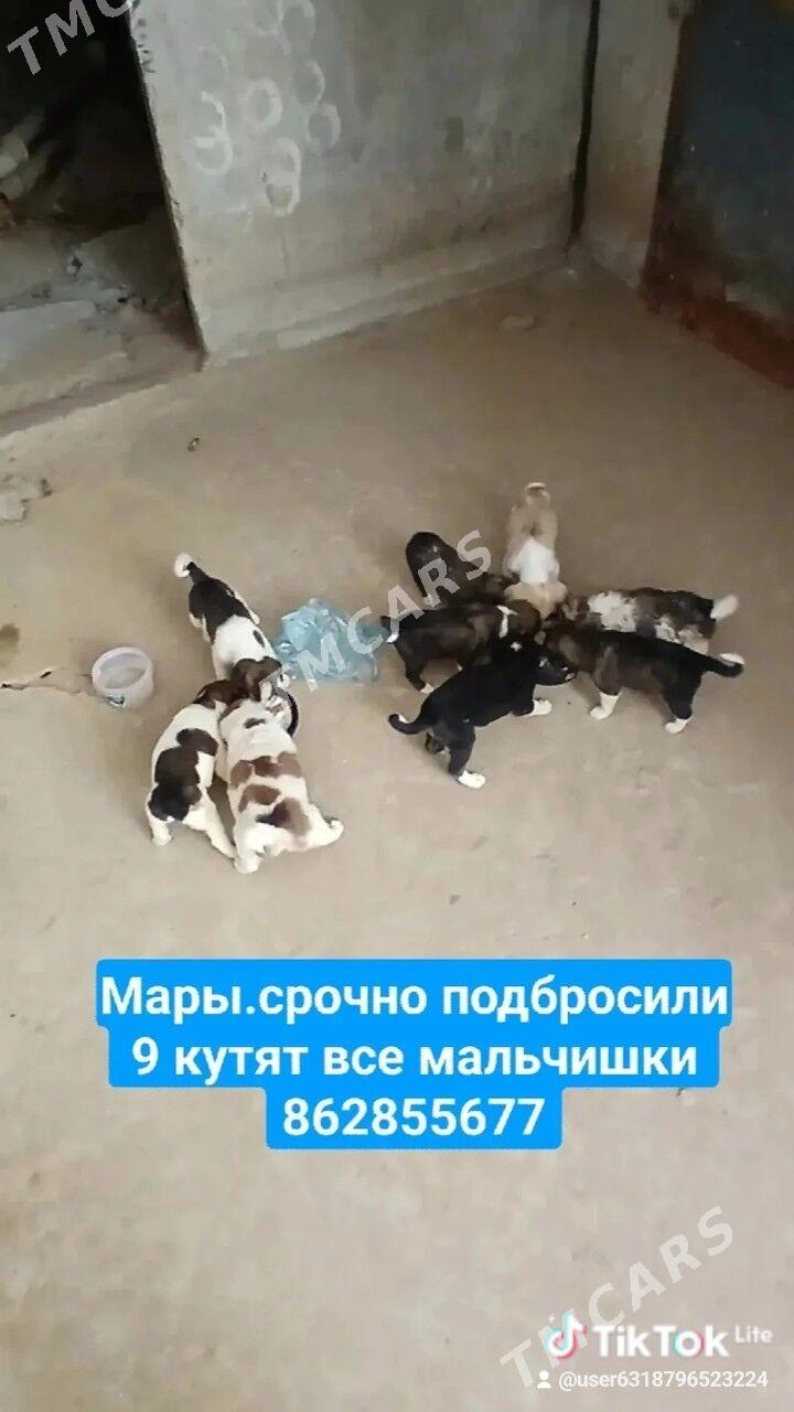 собачки - Мары - img 5