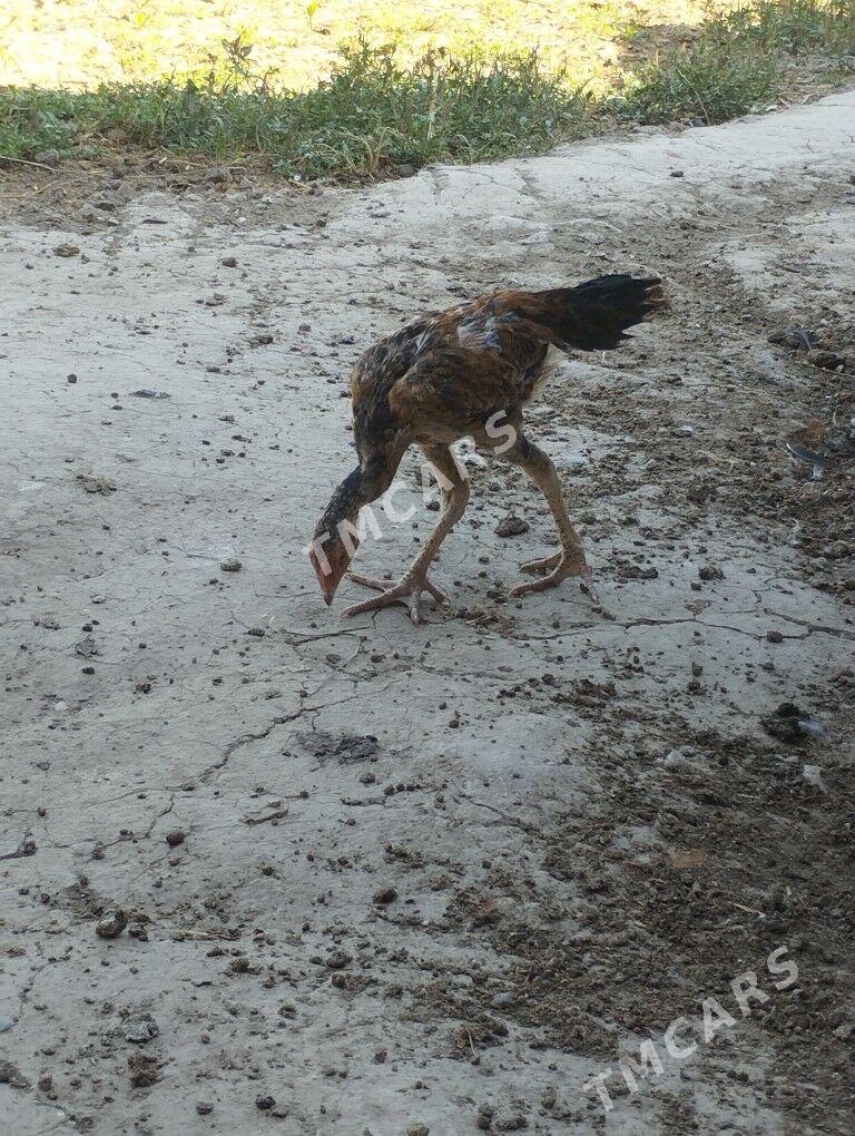 baysow juja - Çärjew - img 1