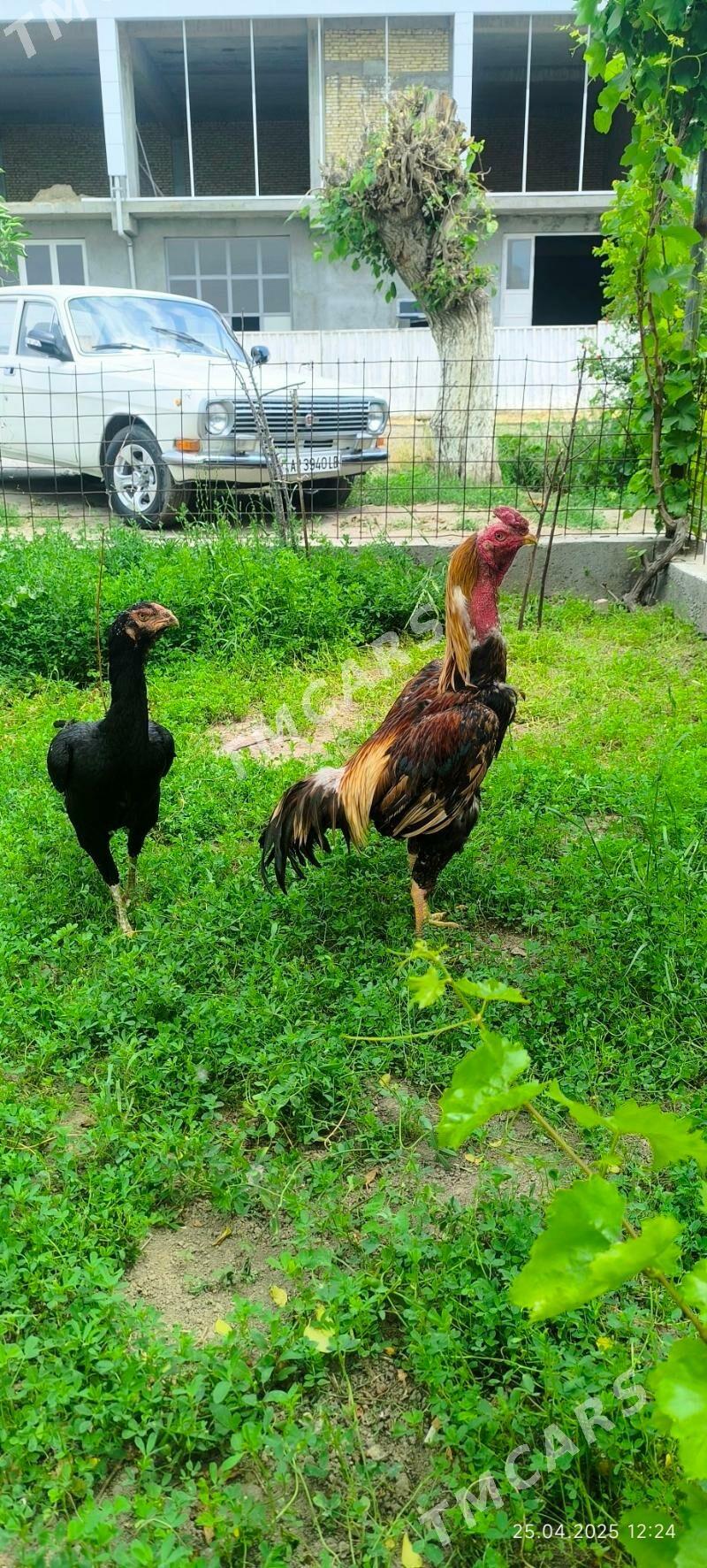 baysowy - Türkmenabat - img 3