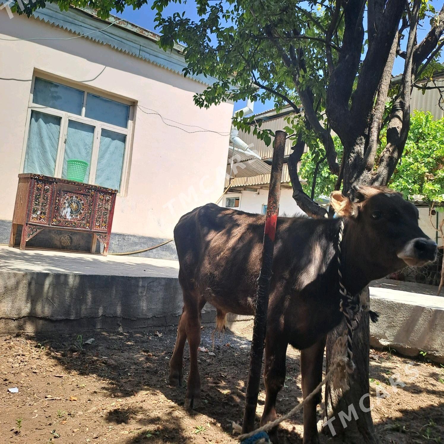 swet okuzce - Ашхабад - img 3