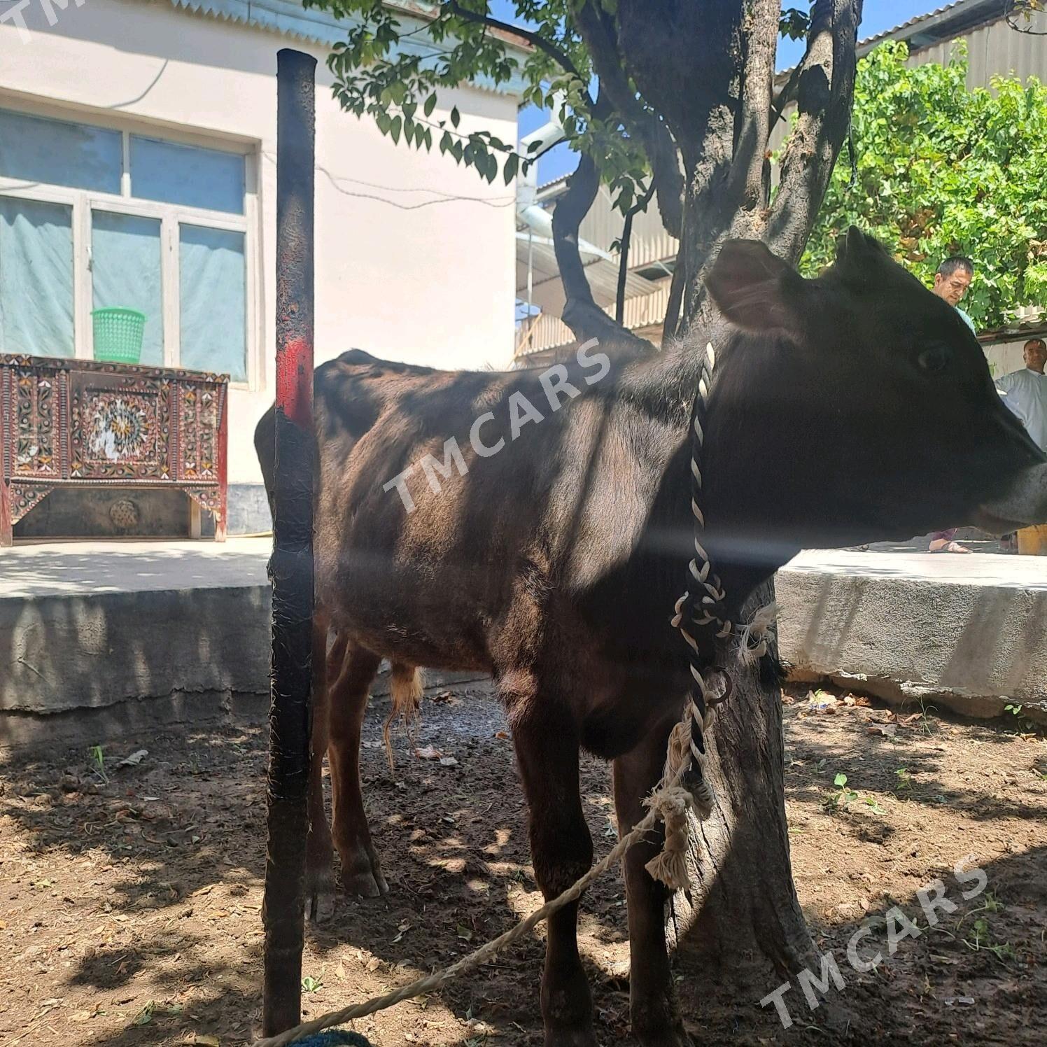 swet okuzce - Ашхабад - img 2