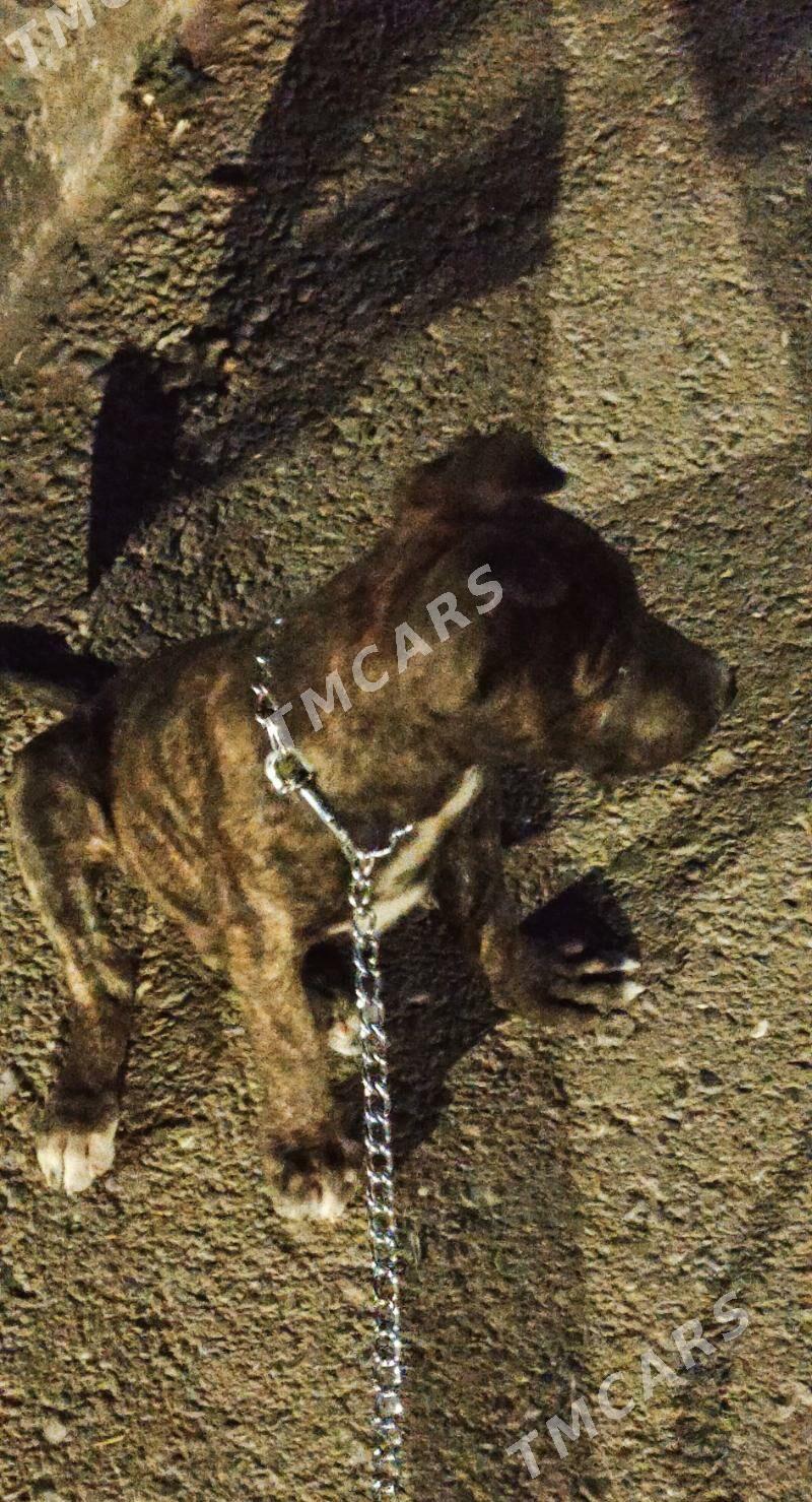 Pitbull - Daşoguz - img 3