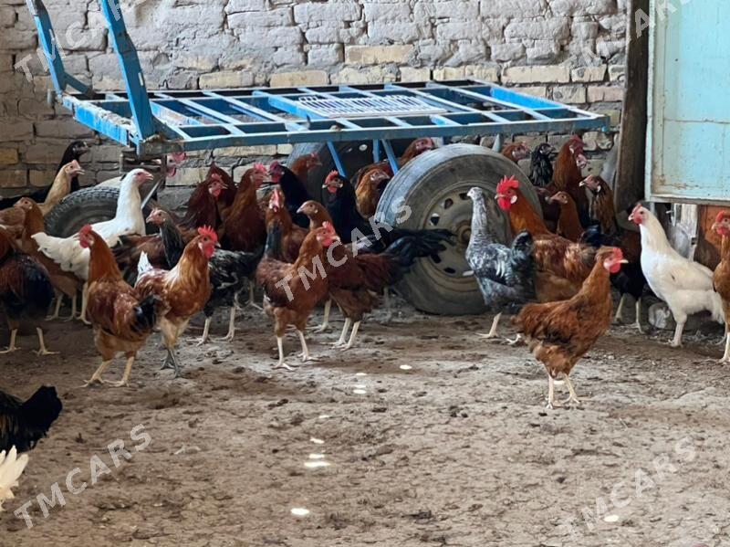 horazlar satlyk - Türkmenabat - img 4