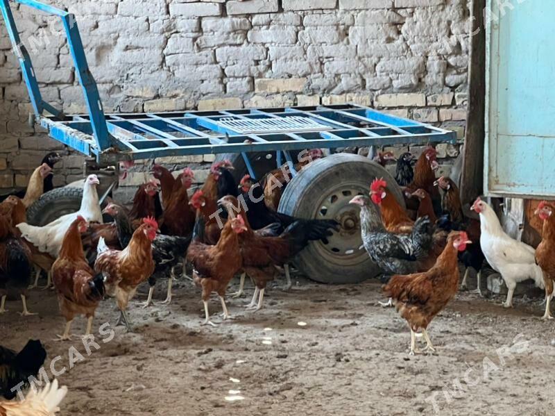 horazlar satlyk - Türkmenabat - img 3