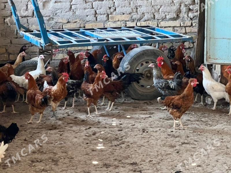 horazlar satlyk - Türkmenabat - img 2