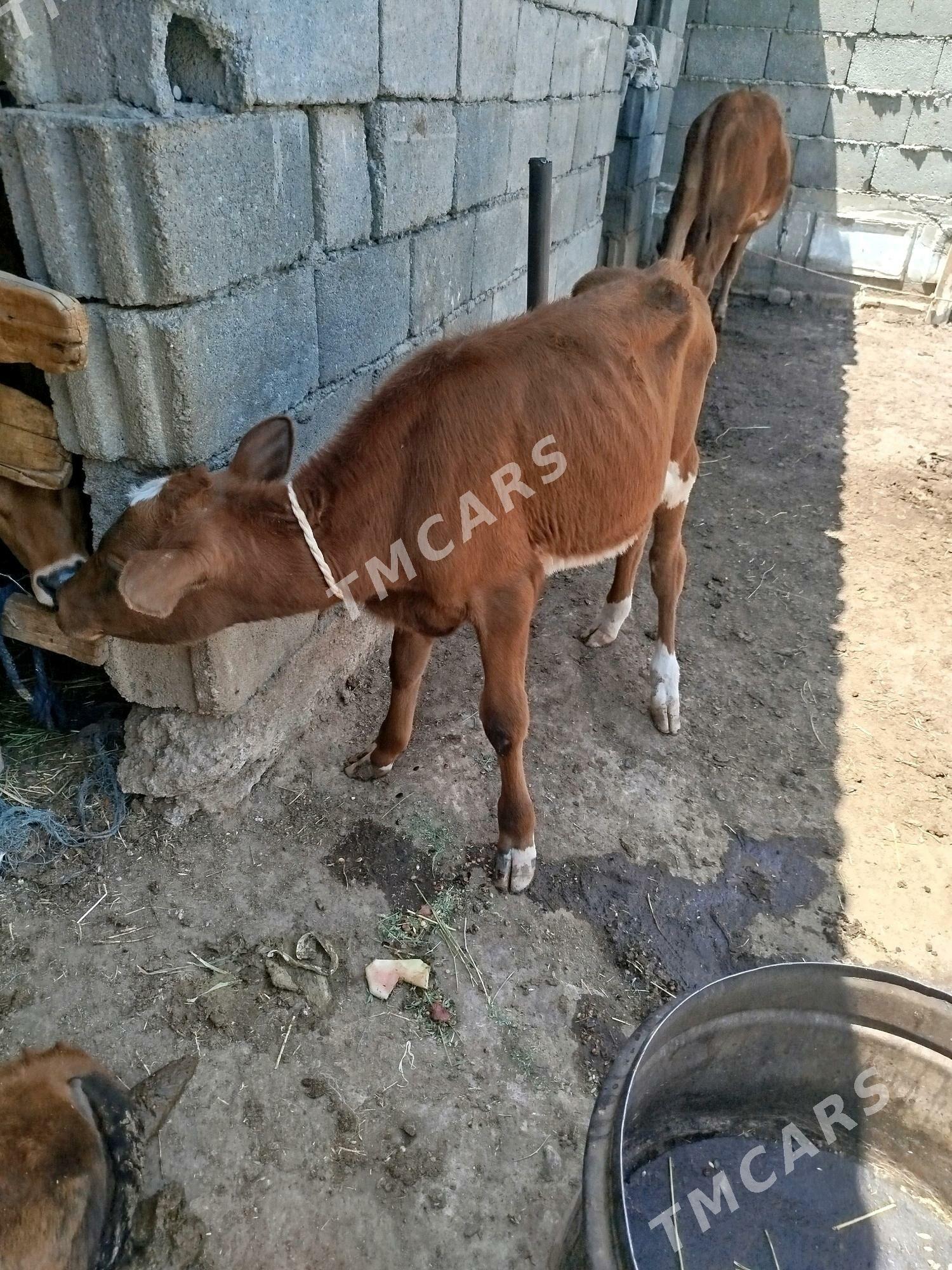 okuzçe - Garadamak Şor - img 3