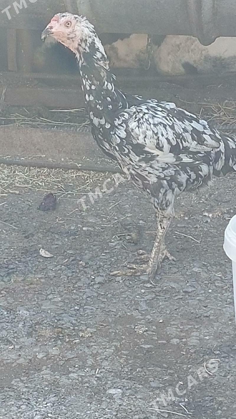 TAŜKENT TOWUK - Köşi - img 1