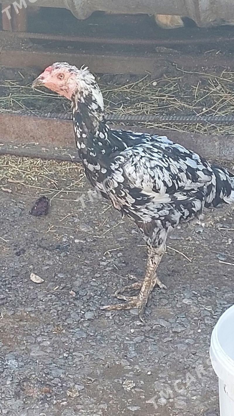 TAŜKENT TOWUK - Köşi - img 2