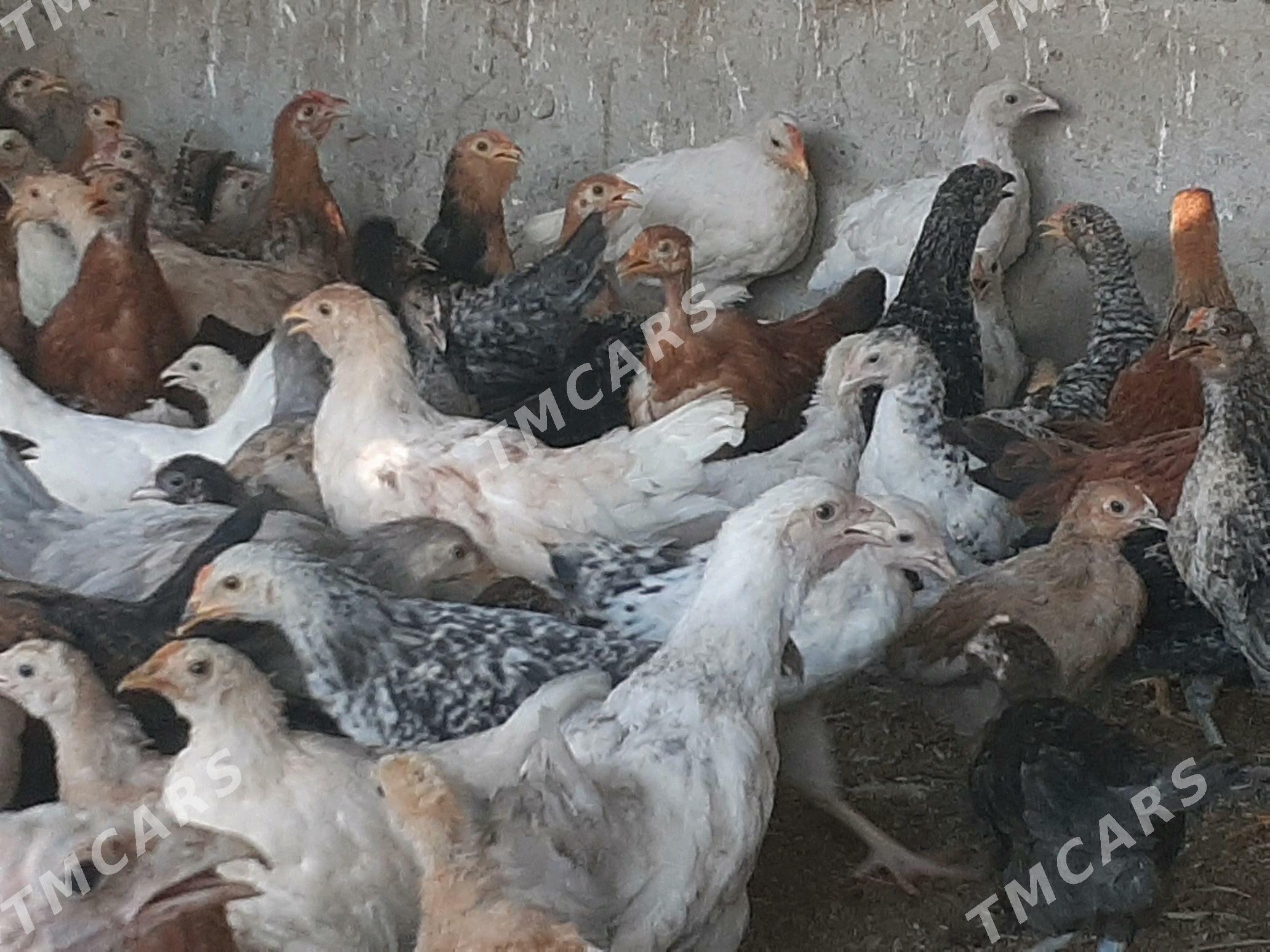 towuk juje mesny 5 aylyk sagdy - Halaç - img 3