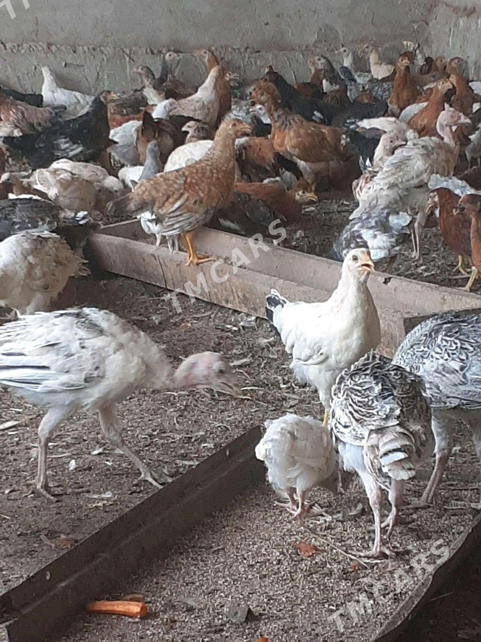 towuk juje mesny 5 aylyk sagdy - Halaç - img 4