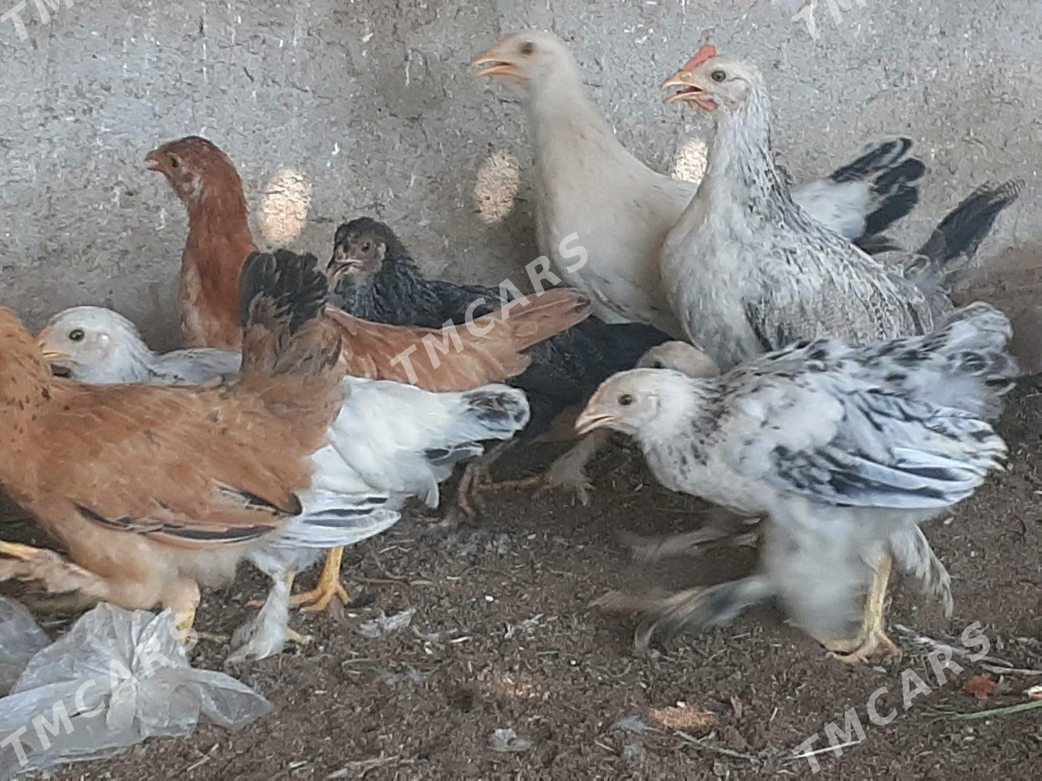 towuk juje mesny 5 aylyk sagdy - Halaç - img 5