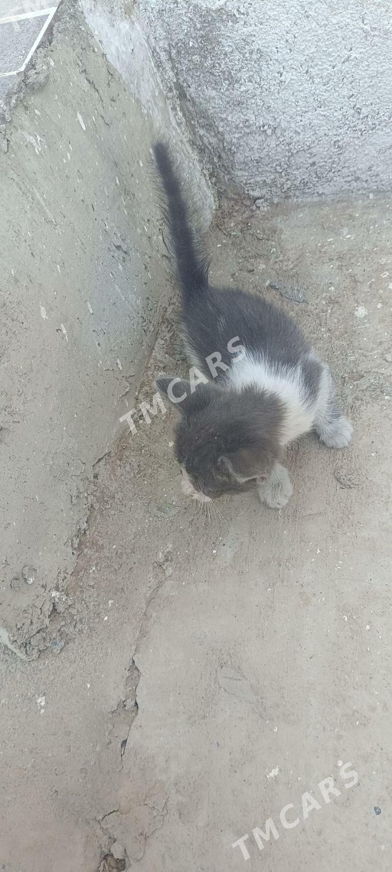 tohum pişik - Bekrewe - img 10