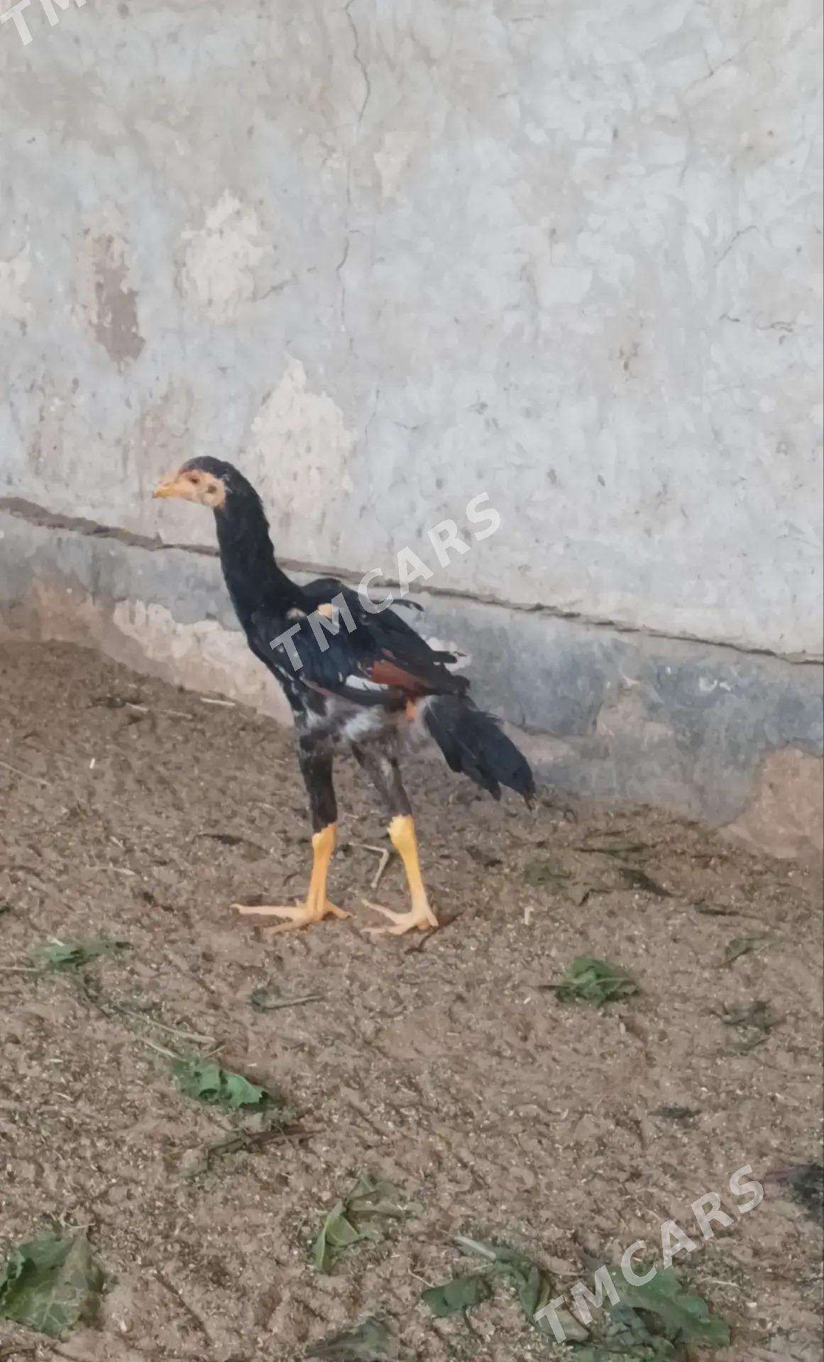 baysow juje - Türkmenabat - img 2