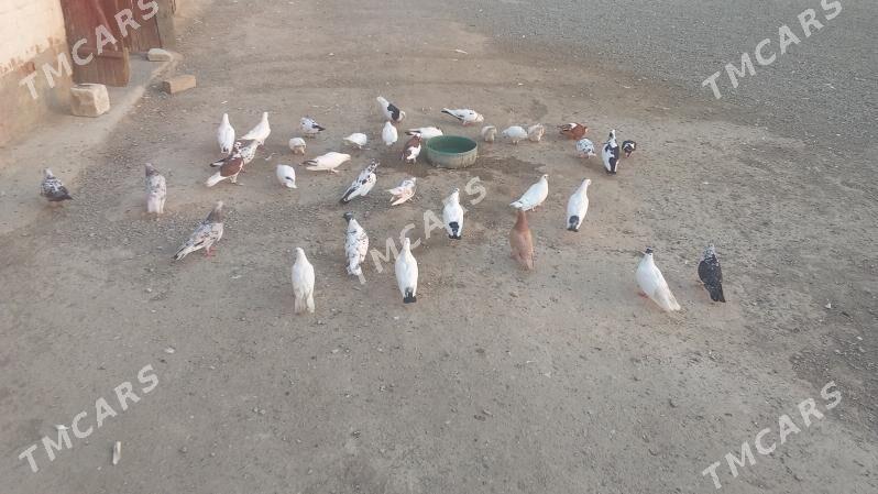 guşlar - Bereket - img 2