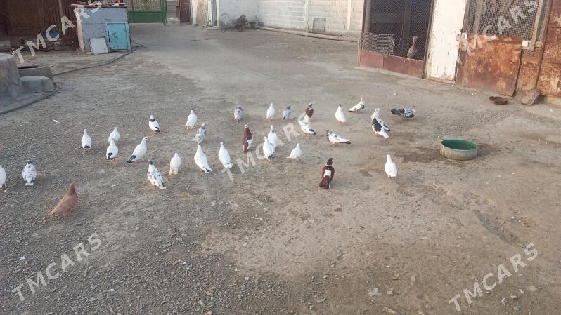 guşlar - Bereket - img 3