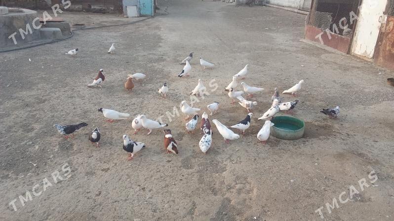 guşlar - Bereket - img 4