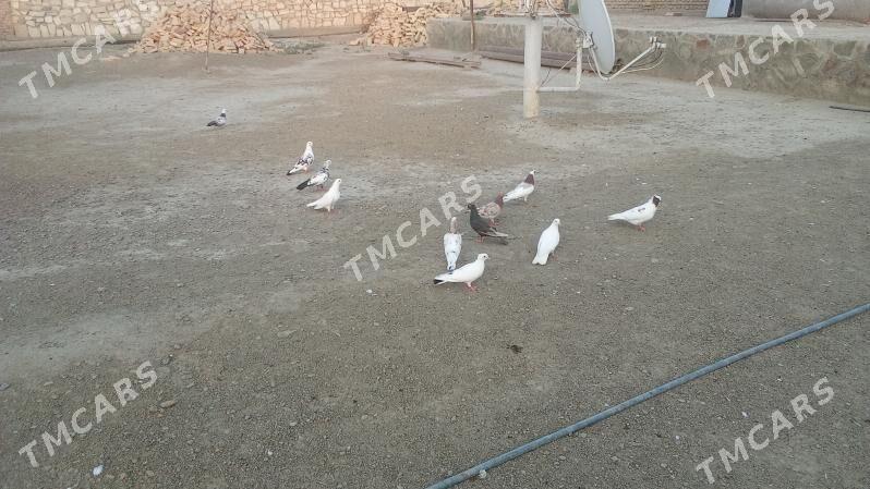 guşlar - Bereket - img 5
