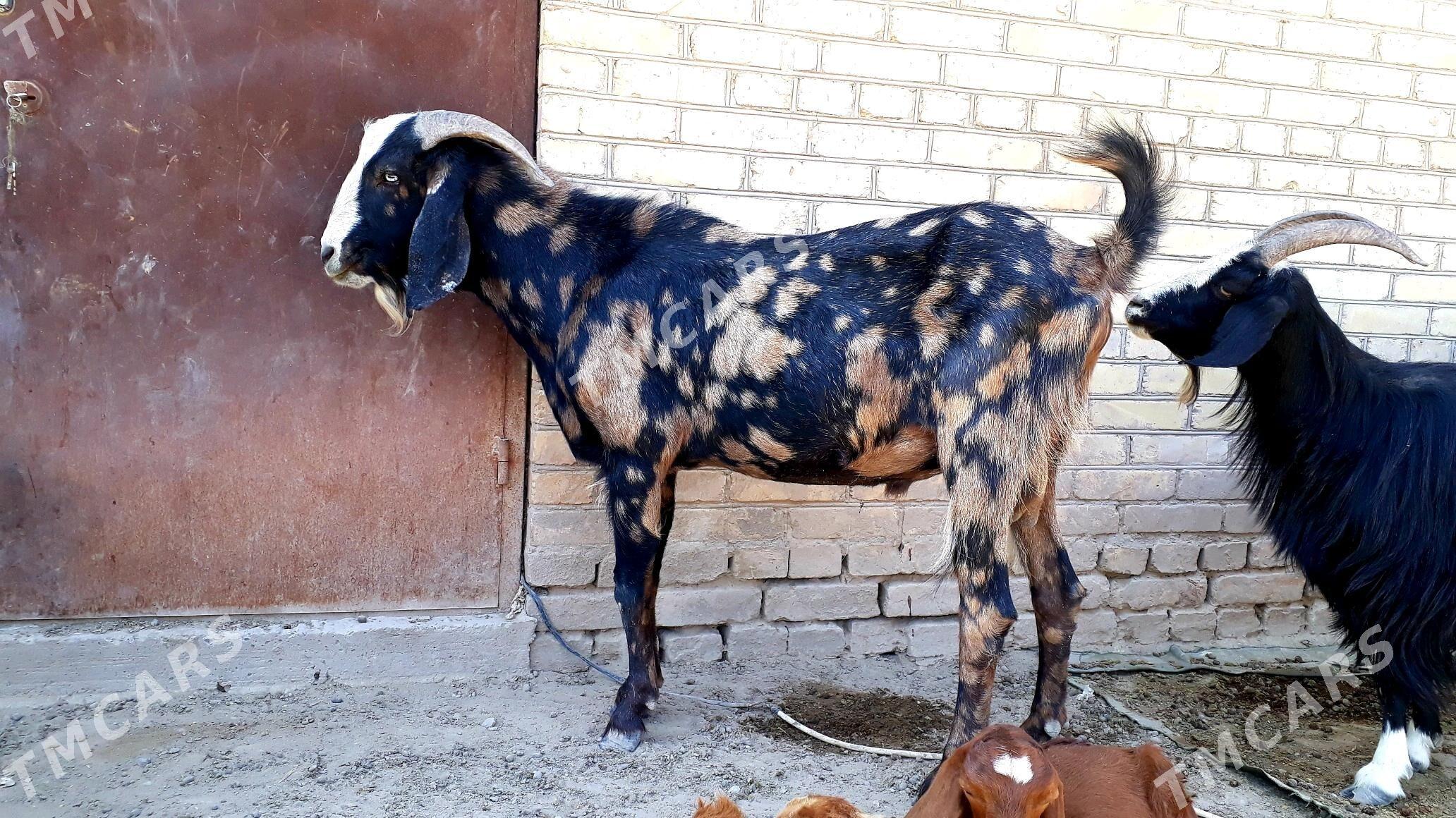 Pakistan Teke  - Дянев - img 2