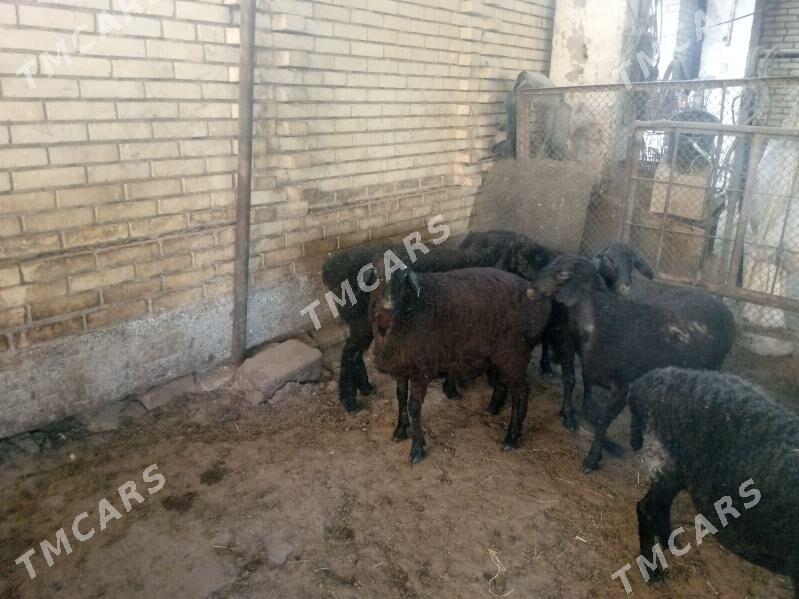 gisary goyunlar biçik - Мары - img 2