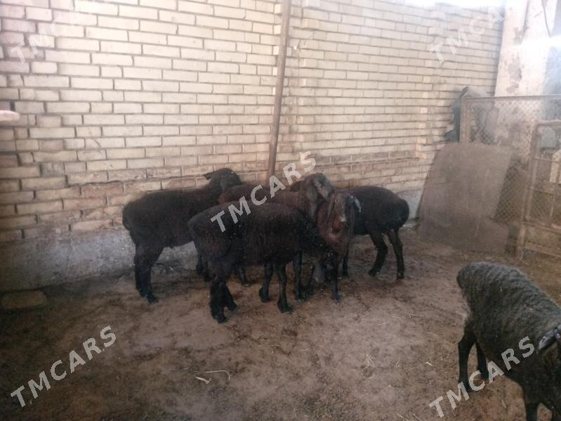 gisary goyunlar biçik - Мары - img 3
