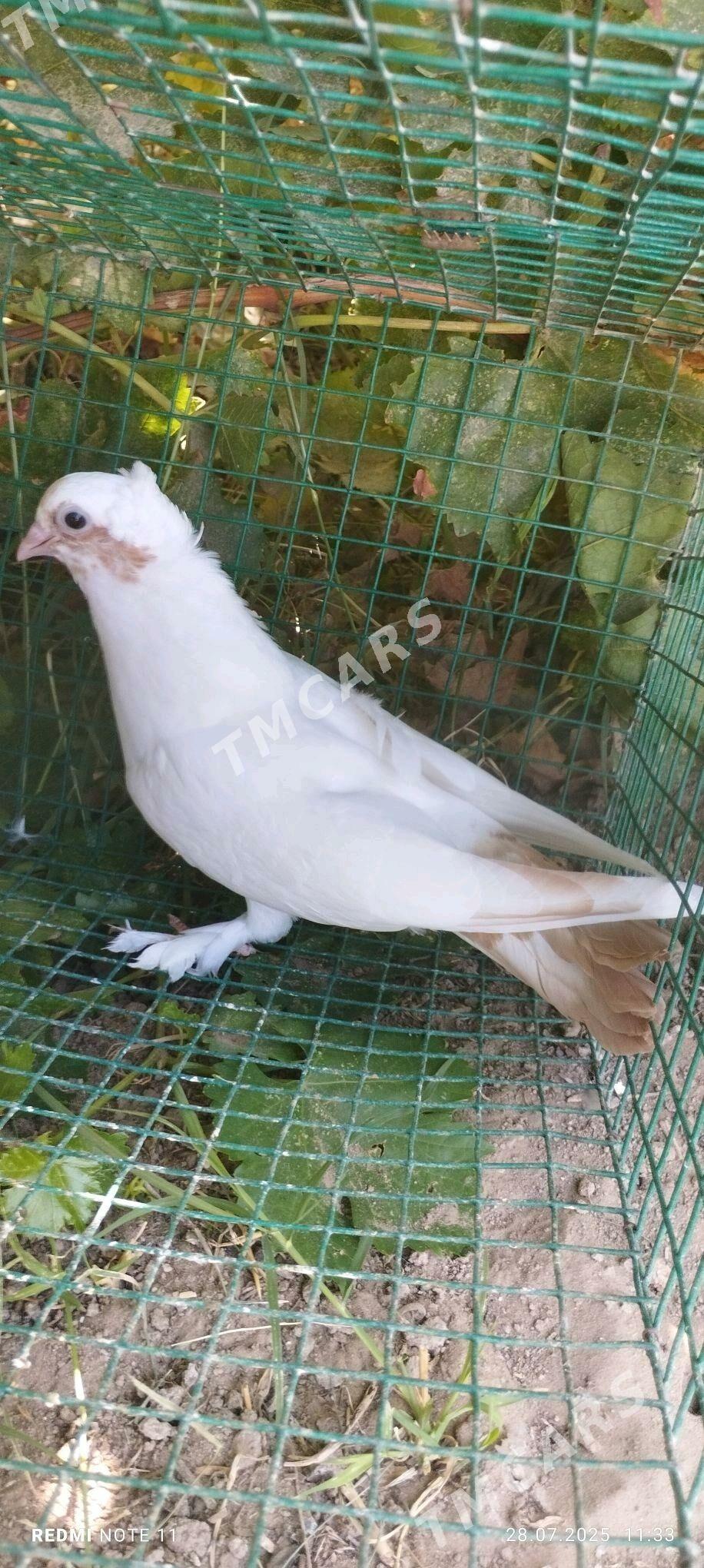 Kepderi - Murgap - img 2