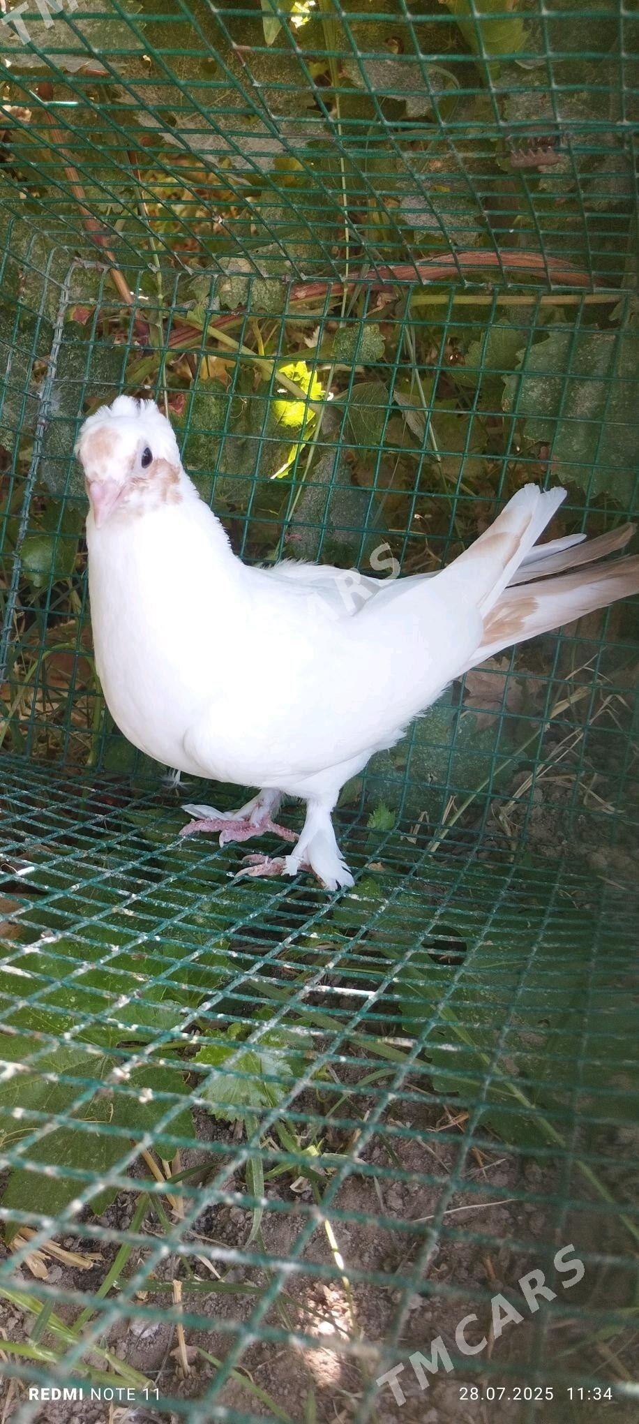 Kepderi - Murgap - img 3