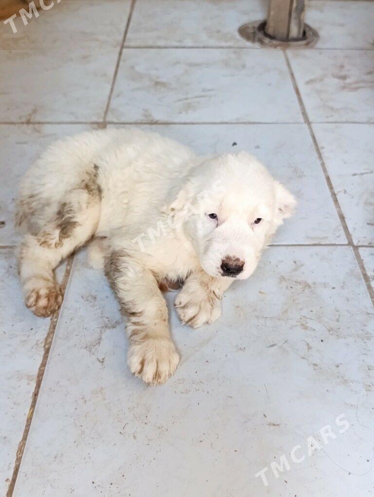 Türkmen köpek - Tejen - img 2