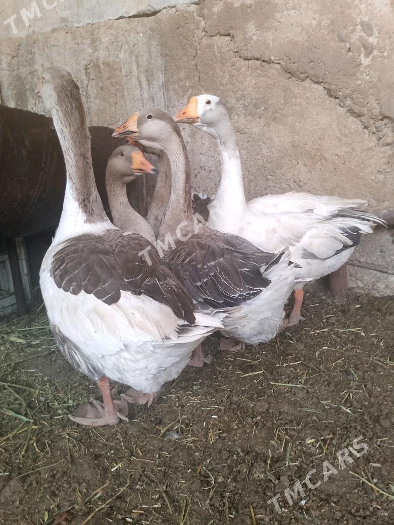 ordek gus - Aşgabat - img 3