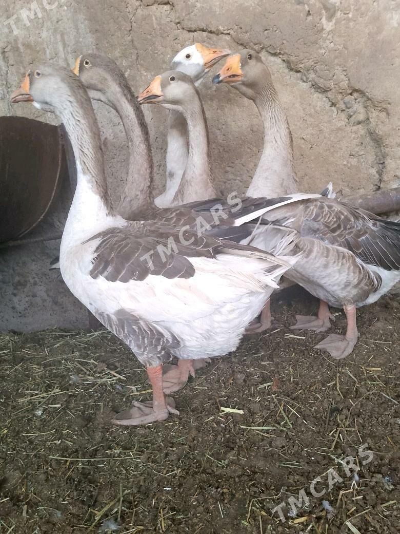 ordek gus - Aşgabat - img 5