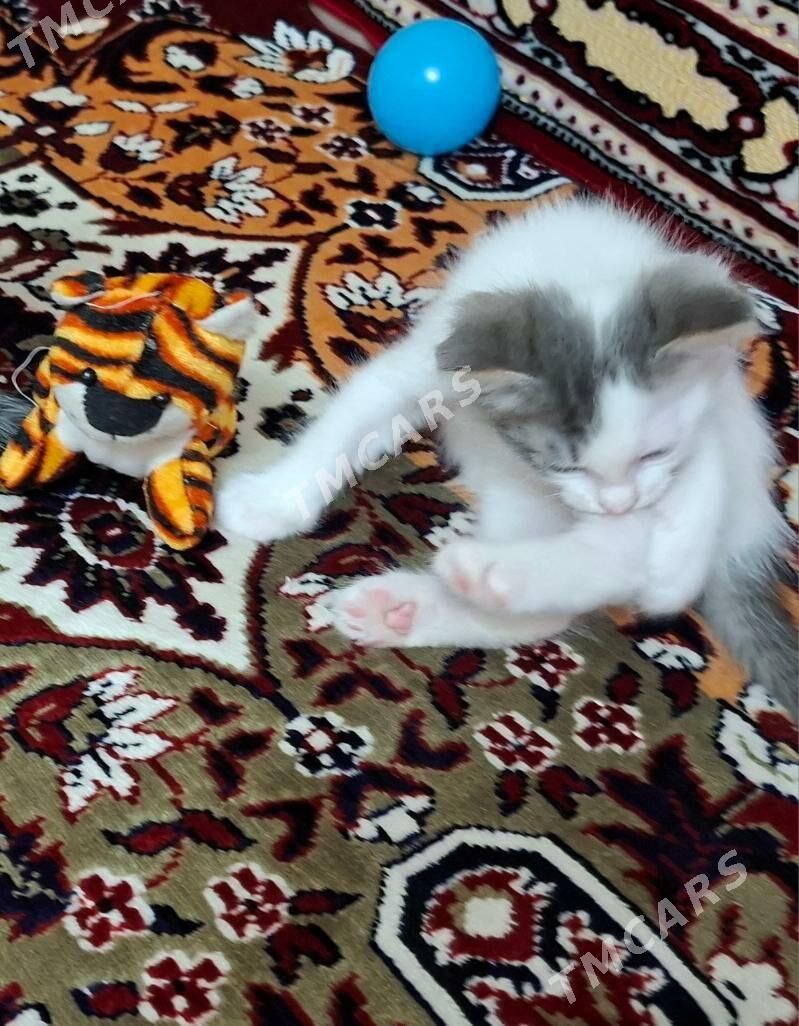 КОТЕНОЧЕК - Ашхабад - img 3