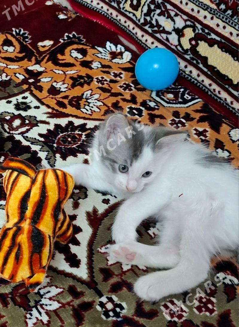 КОТЕНОЧЕК - Ашхабад - img 2