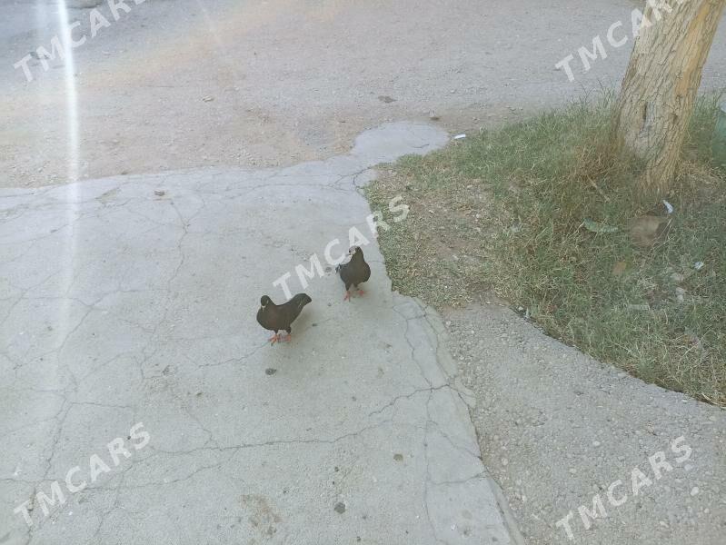 kepderi - Balkanabat - img 2