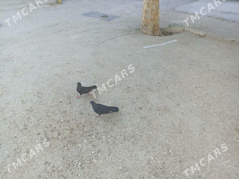 kepderi - Balkanabat - img 5