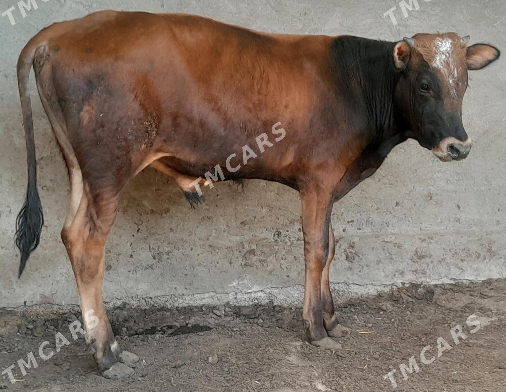 Okuz - Bagyr - img 3