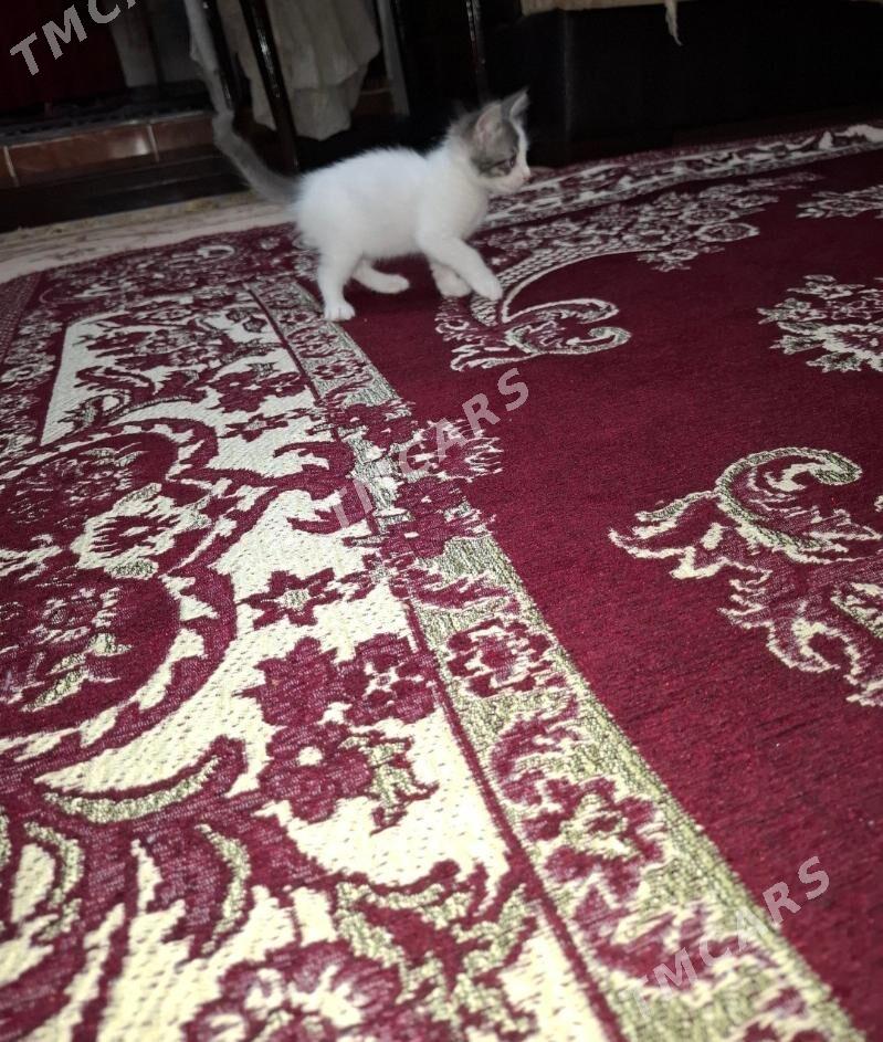 КОТЕНОЧЕК - Ашхабад - img 4