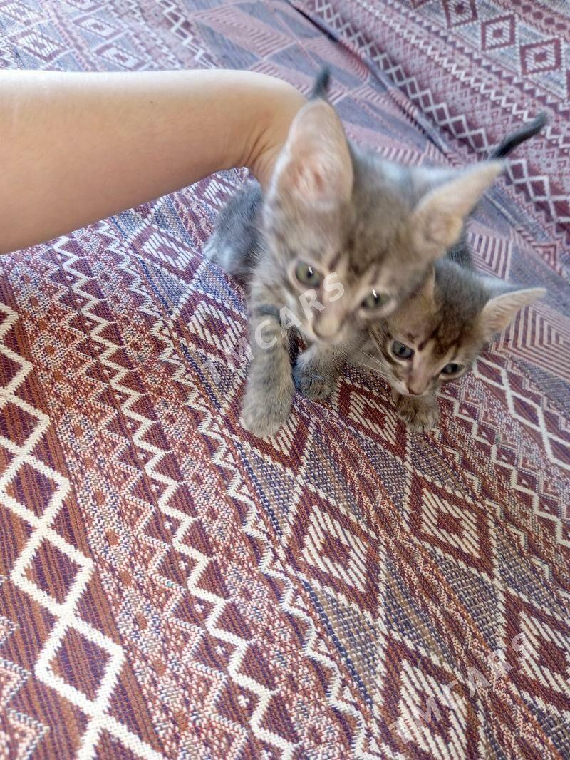 кошки - Türkmenabat - img 2