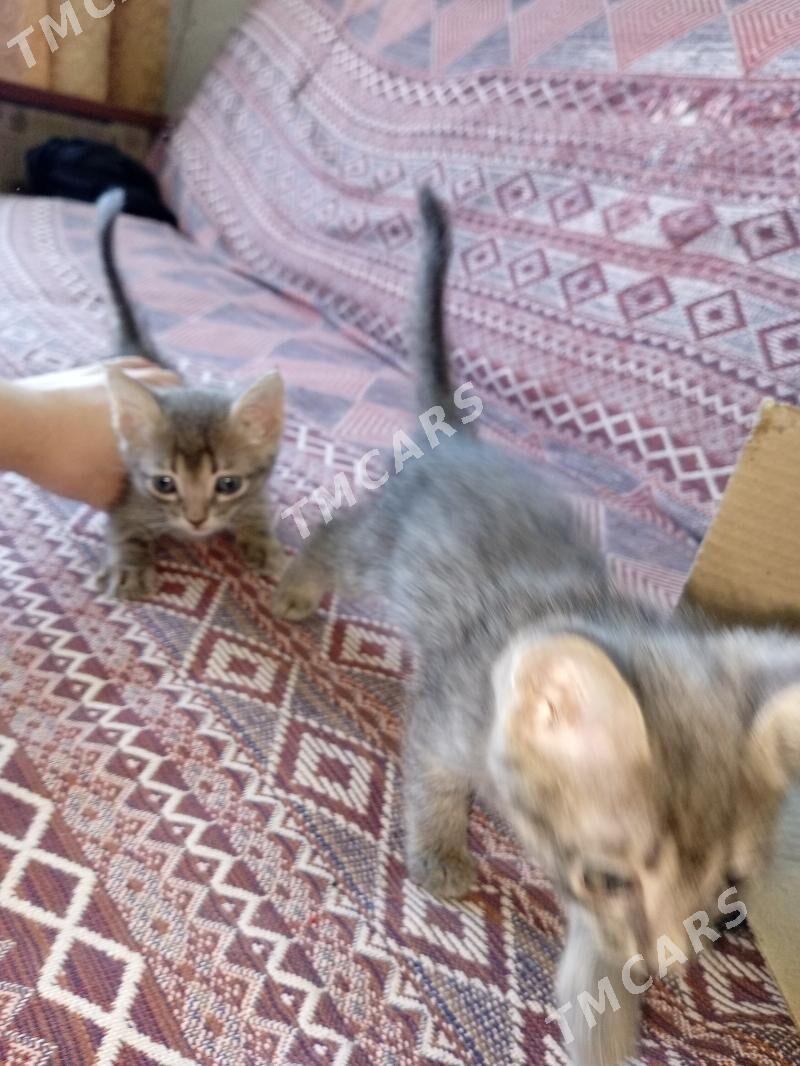 кошки - Türkmenabat - img 3