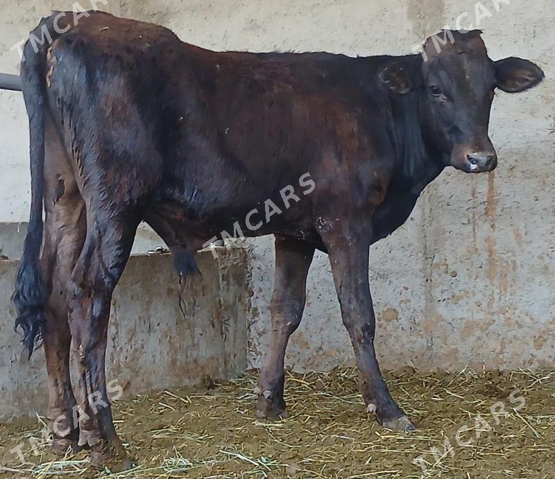 25 sany mal - Büzmeýin - img 2