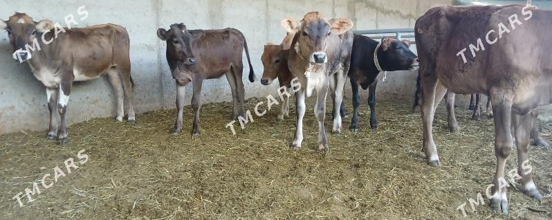 25 sany mal - Büzmeýin - img 7