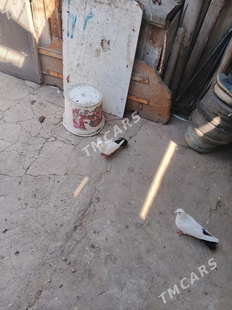 kepderi - Balkanabat - img 2