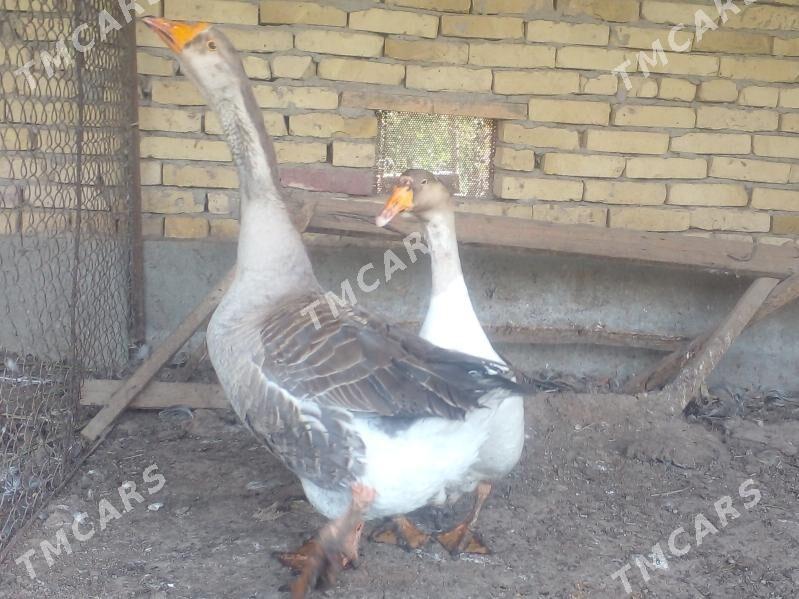 gazlar iri poroda - Çärjew - img 2
