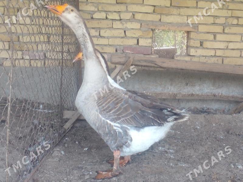 gazlar iri poroda - Çärjew - img 3