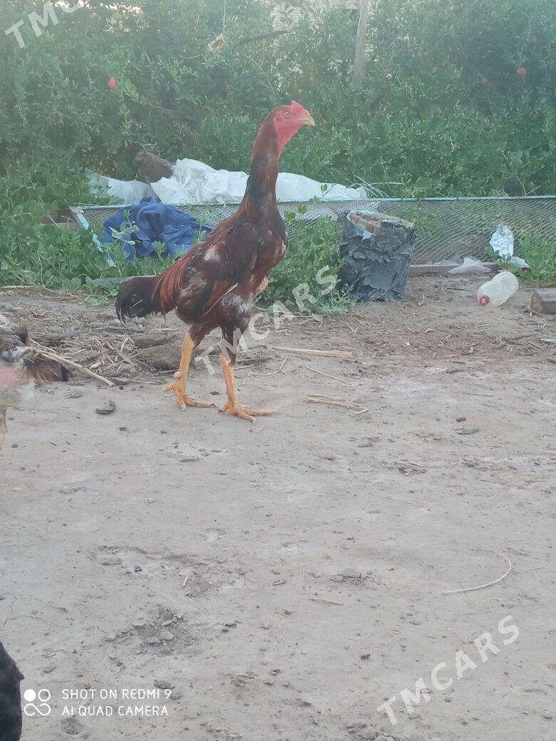 Baysow horaz - Çärjew - img 2