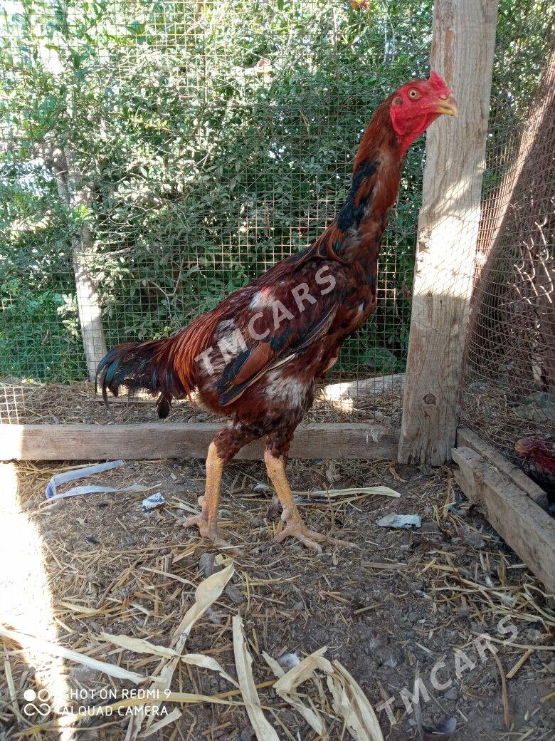 Baysow horaz - Çärjew - img 3