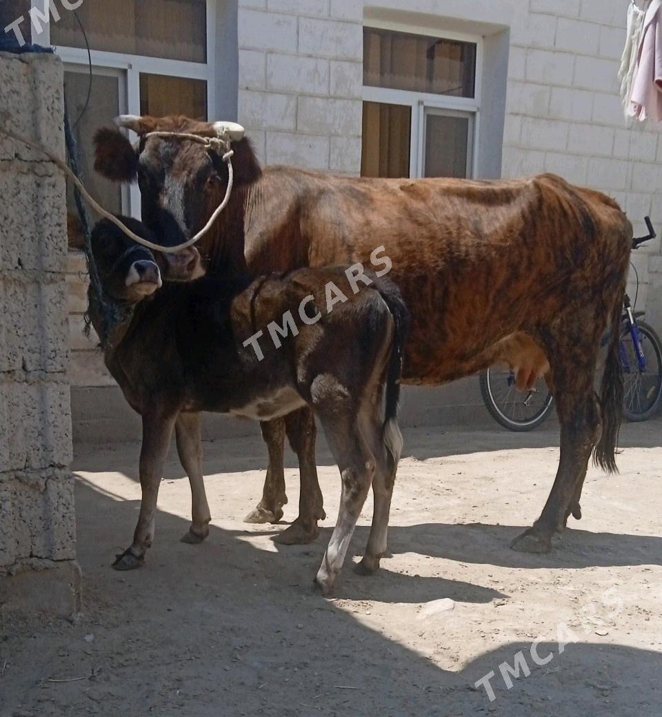 sygyr tanaly - Jebel - img 3