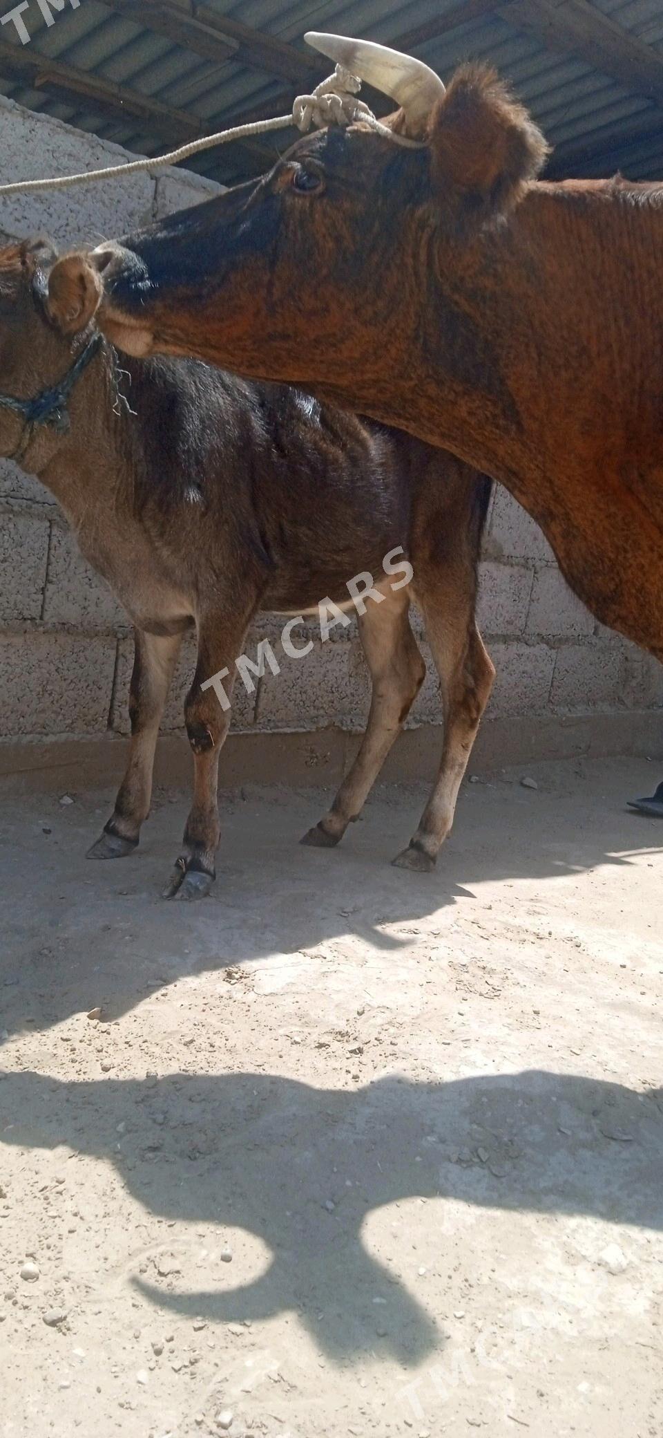sygyr tanaly - Jebel - img 6