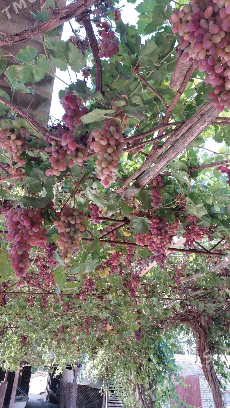 Gyzyl üzüm gelinbarmak - Saýat - img 2